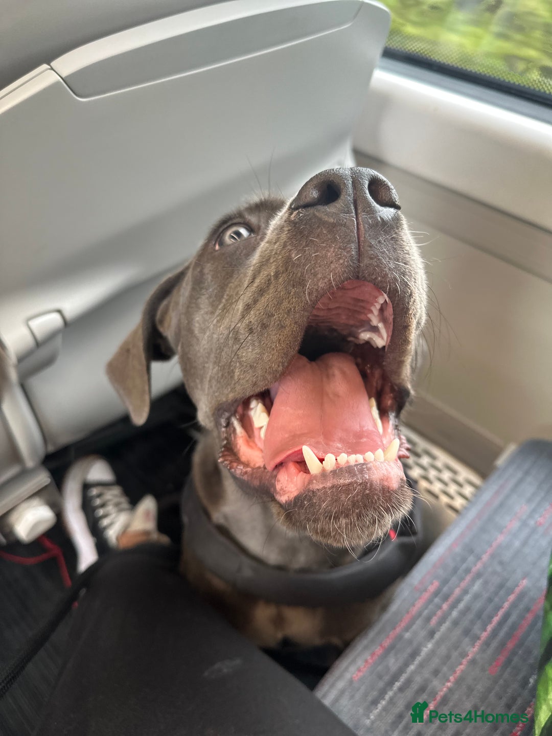 Cane Corso dogs for sale: 11 month old cane corso - Image 4