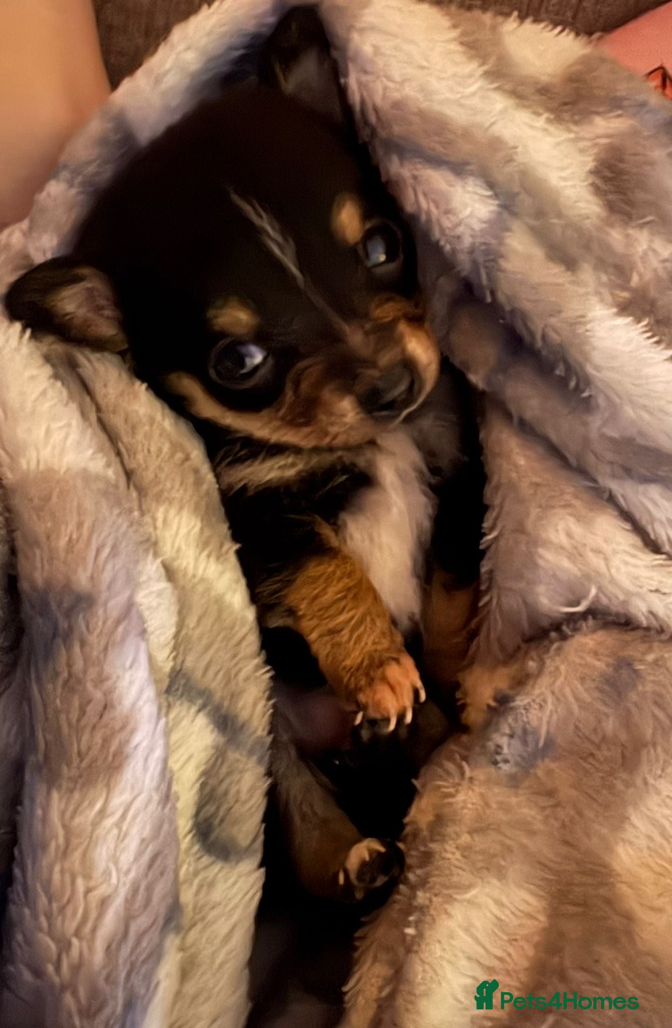 Chihuahua dogs 2 male chi pups for sale derby - Advert 1