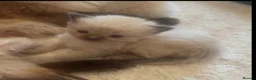 Ragdoll cats for sale: •Beautiful Luxury Ragdoll Kittens• in Borehamwood - Advert 3