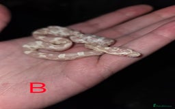 Corn Snake reptiles for sale: Hatchling Corn Snakes CB25 - Image 1