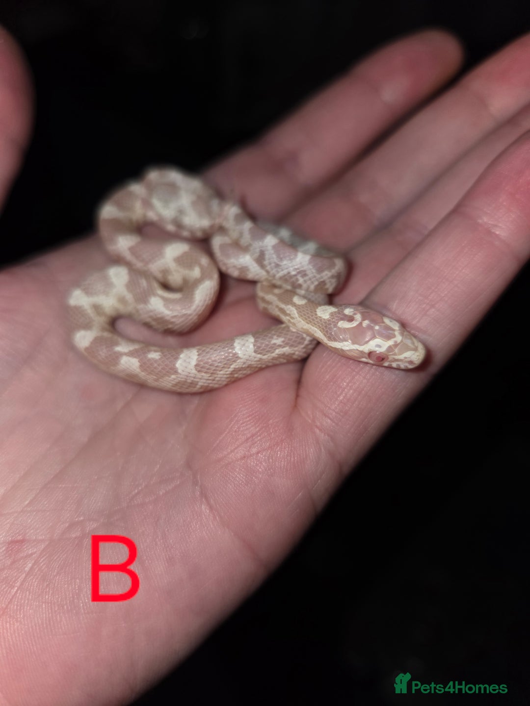 Corn Snake reptiles for sale: Hatchling Corn Snakes CB25 - Image 1