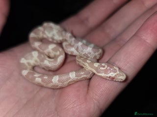 Corn Snake reptiles - Advert 2