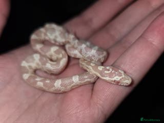 Corn Snake reptiles Hatchling Corn Snakes CB25 - Advert 15