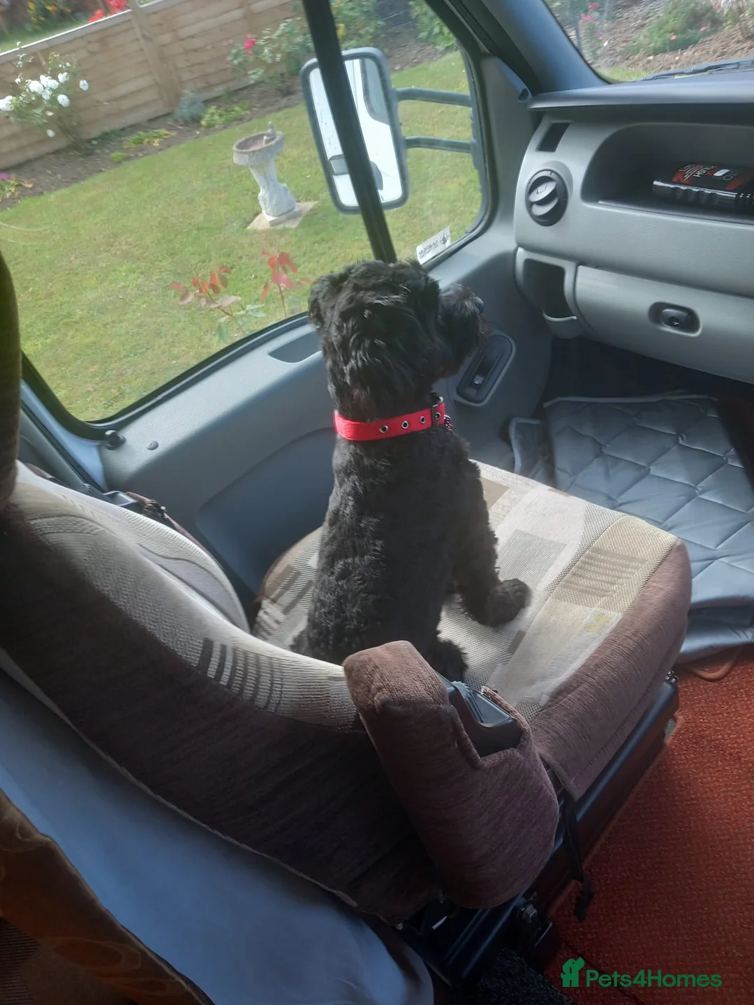 Cockapoo dogs for sale: Female cockapoo  - Advert 4