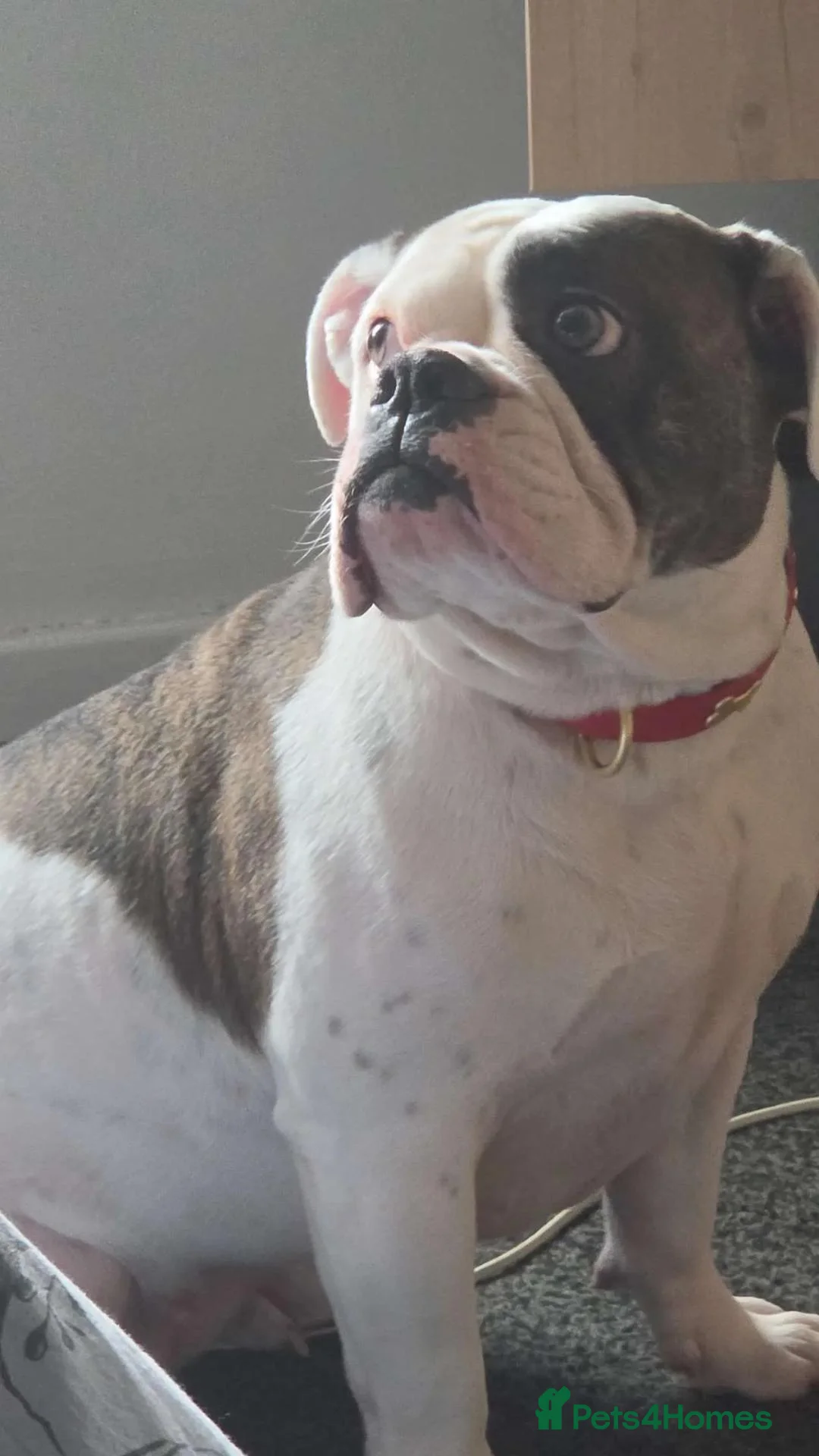 Olde English Bulldogge dogs for sale: Old English bulldog  in Leicester - Advert 2