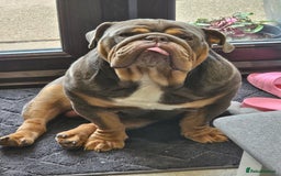 English Bulldog dogs for sale: Handsome House Trained English Bulldog for Sale - Image 2