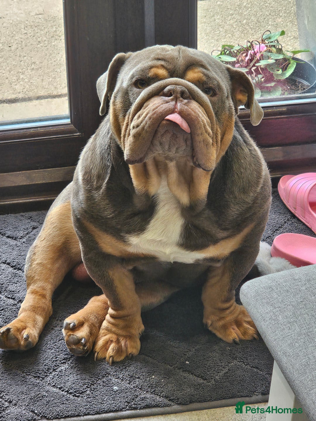 English Bulldog dogs for sale: Handsome House Trained English Bulldog for Sale - Image 2
