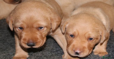 Labrador Retriever dogs - Advert 5