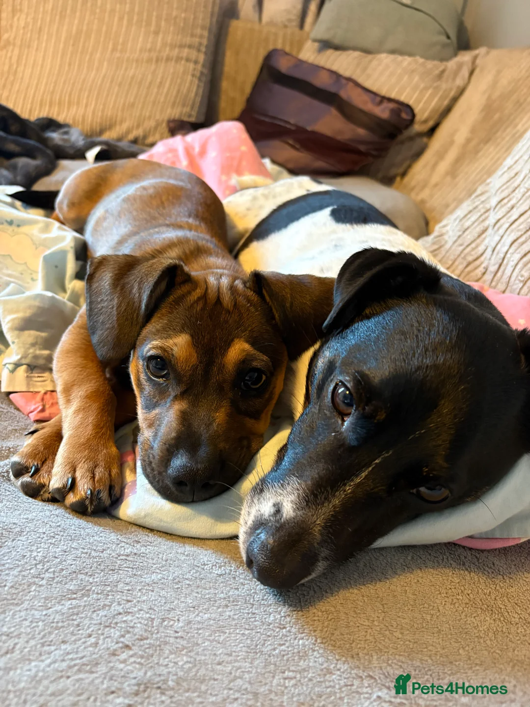 Mixed Breed dogs for sale: Sadly having to rehome  - Advert 9