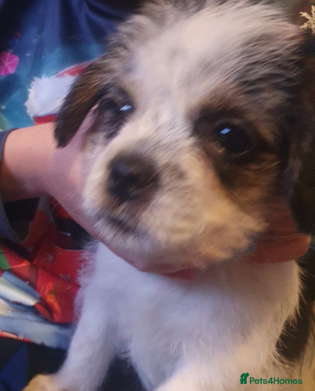 Mixed Breed dogs for sale: Bubbly little boy... only 1 left  - Advert 2