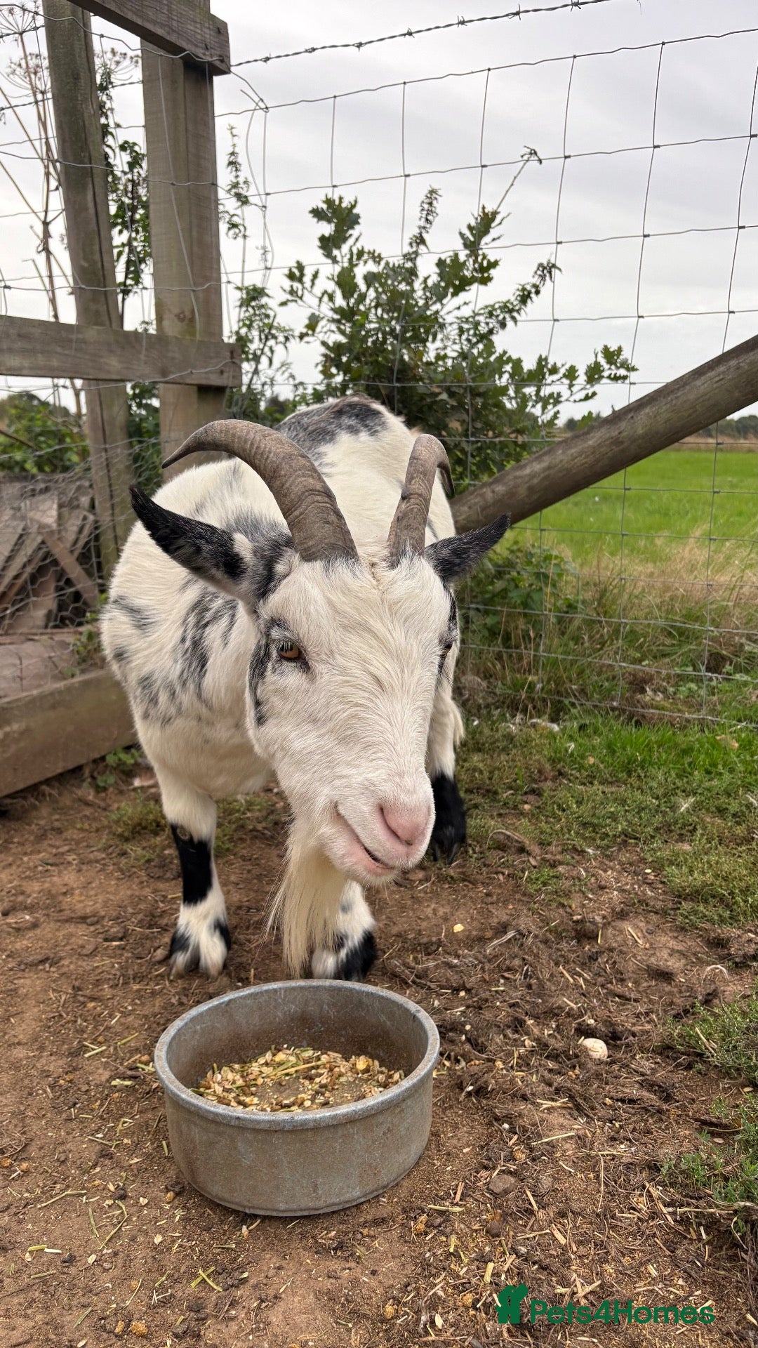 Goats livestock Pygmy goat - Advert 2