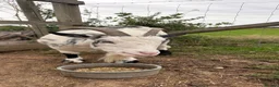 Goats livestock for sale: Pygmy goat - Advert 1