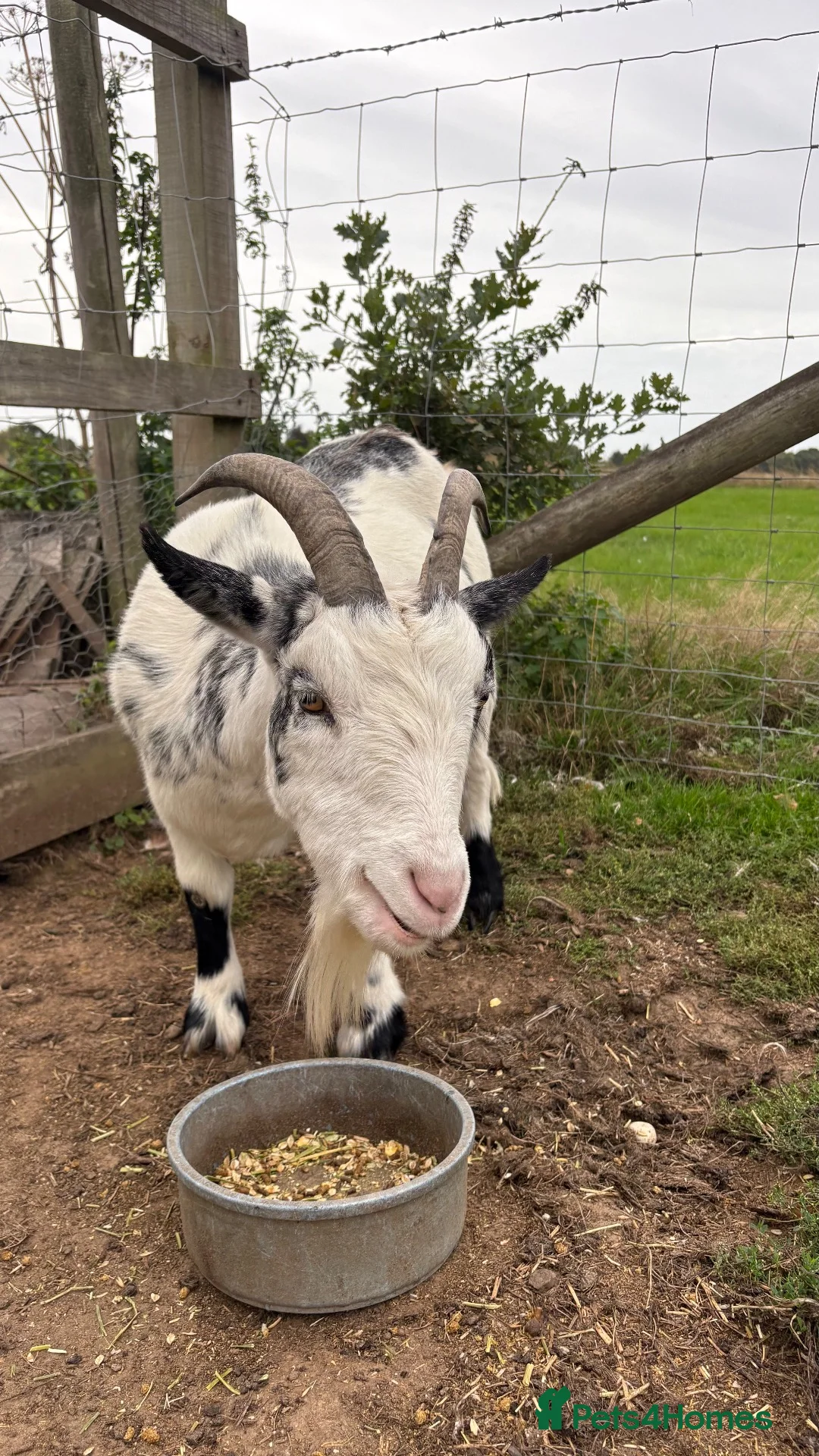 Goats livestock for sale: Pygmy goat - Advert 1