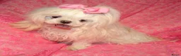 Maltese dogs for sale: Babydoll KC Registered Korean Maltese Adult Girl in Bishop Auckland - Advert 6