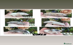 Rat rodents for sale: Stunning baby rats! - Advert 2