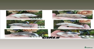 Rat rodents Stunning baby rats! - Advert 2