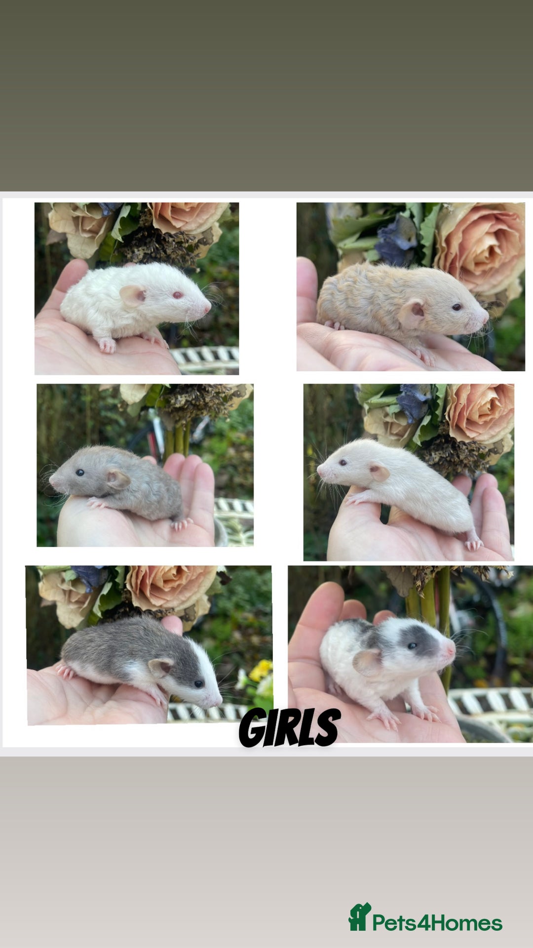 Rat rodents for sale: Stunning baby rats! - Advert 2