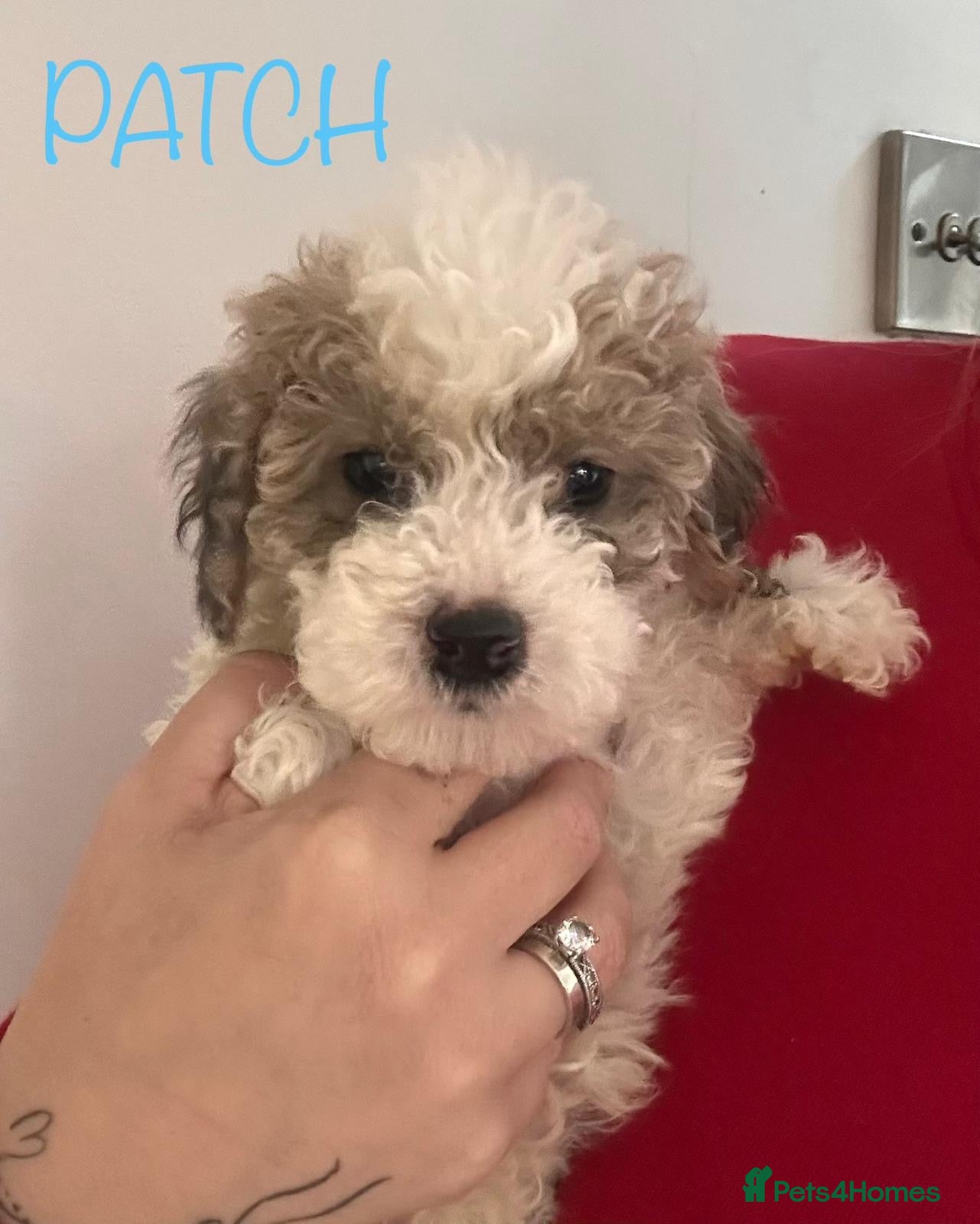 Cockapoo dogs for sale: 🐾 Beautiful F1bb Cockerpoo Puppies 🐾 - Advert 19