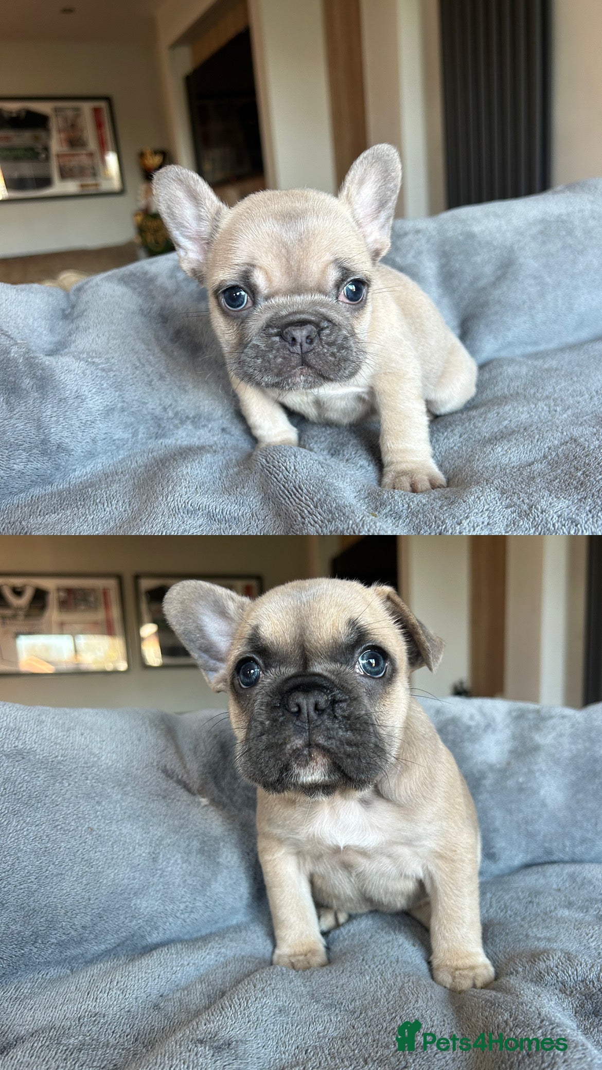 French Bulldog dogs Frenchies ⭐️ ready 24/12/2025 - Advert 2
