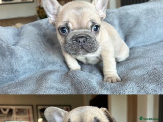 French Bulldog dogs Frenchies ⭐️ ready 24/12/2025 - Advert 2