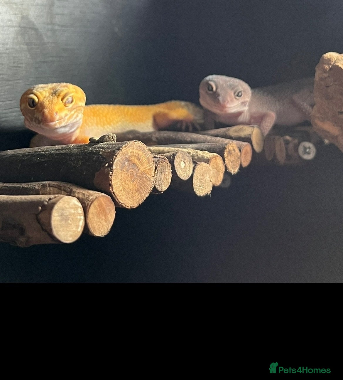 Leopard Gecko reptiles 2 Female Leopard geckos + vivarium  - Advert 1