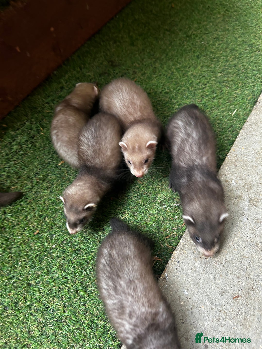 Ferret rodents for sale: Baby Ferrets - Image 15