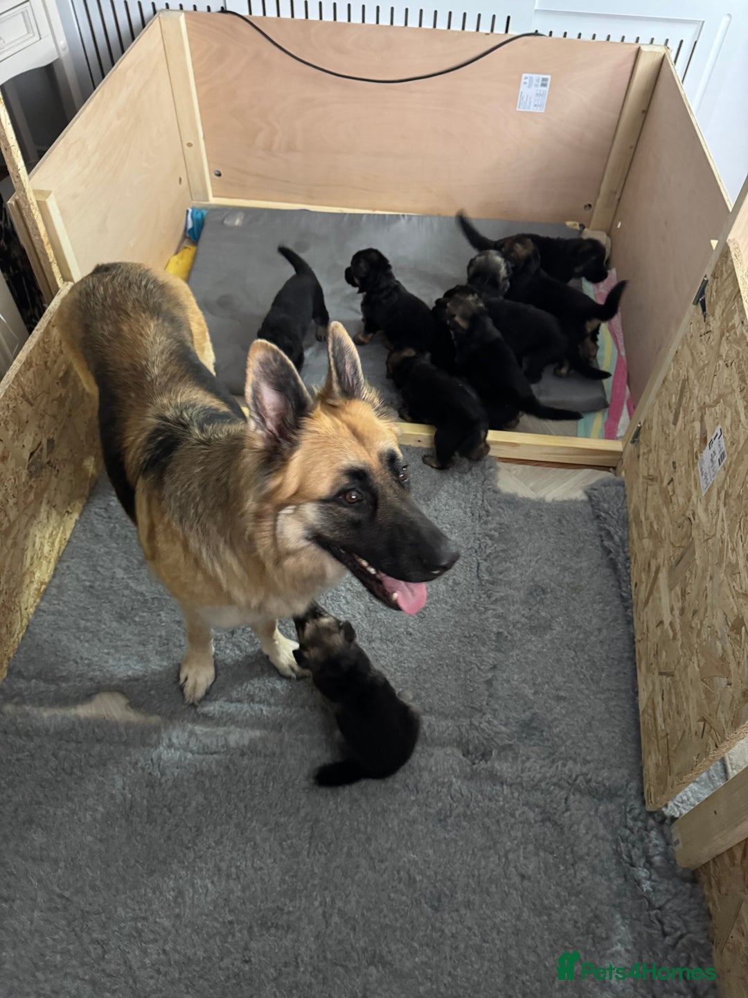 German Shepherd dogs for sale: Beautiful German Shepherd Puppies - Image 22