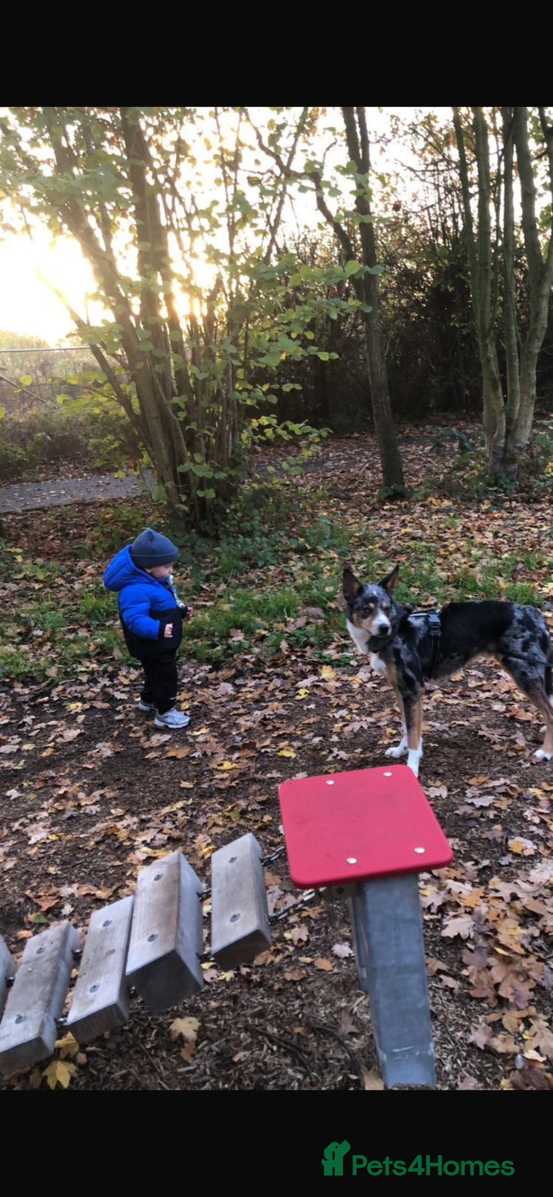 Welsh Collie dogs for sale: Tri colour merle collie - Advert 2