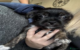 Mixed Breed dogs for sale: Lhasa Apso Cross - Image 21