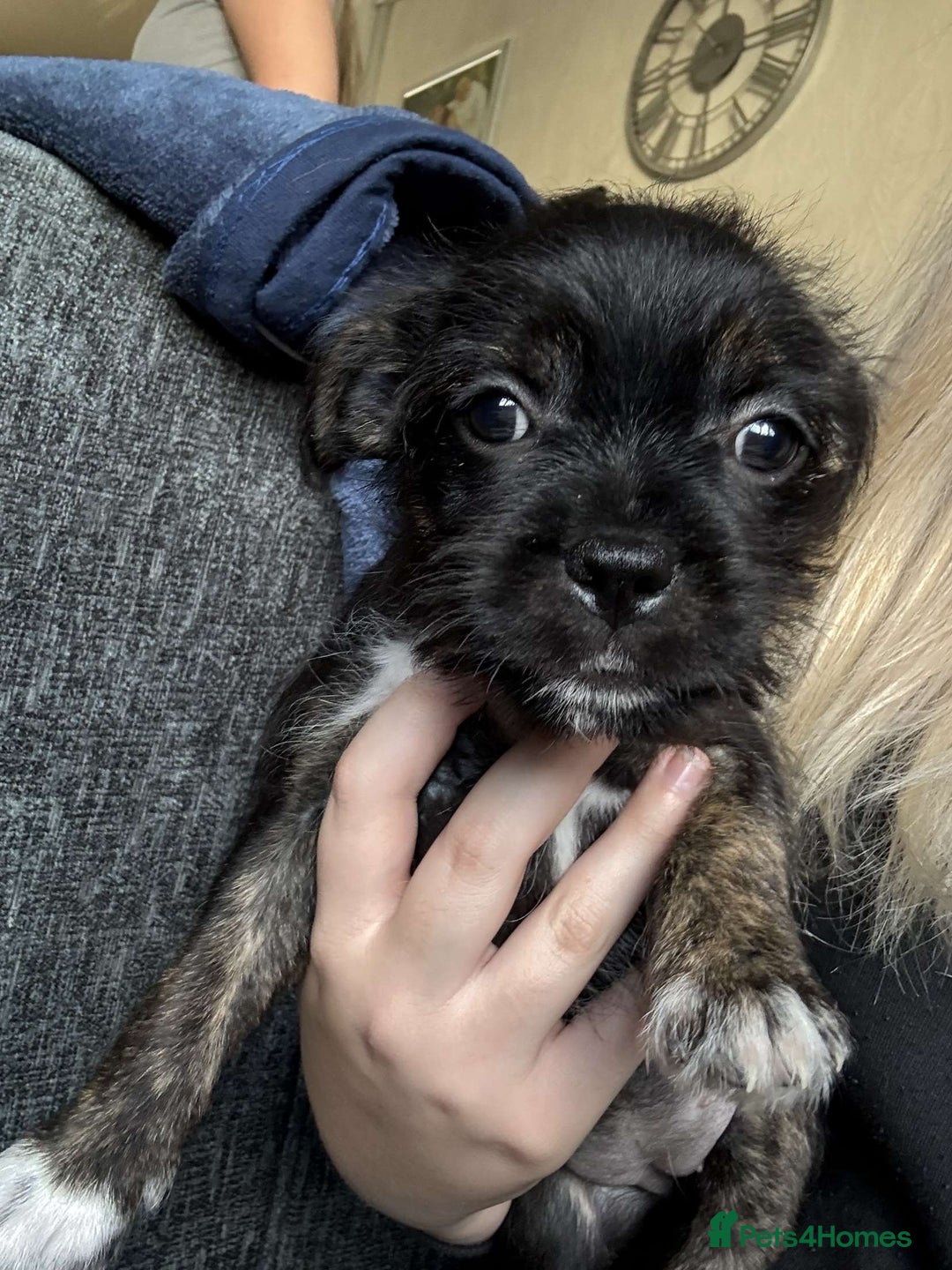 Mixed Breed dogs for sale: Lhasa Apso Cross - Image 21