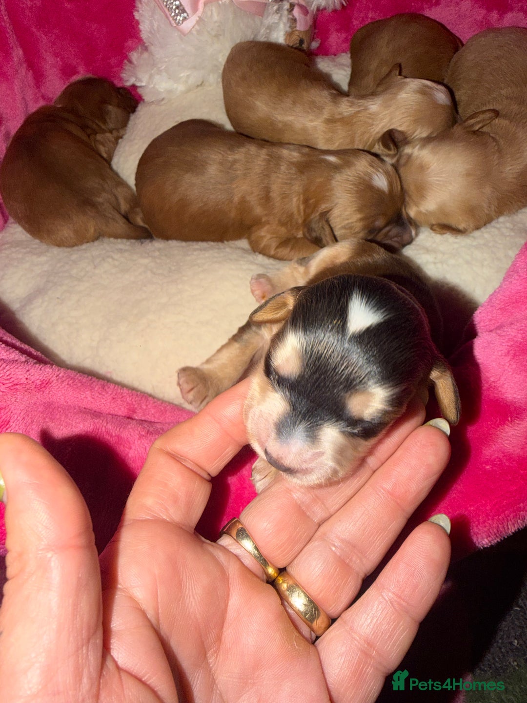 Cockapoo dogs for sale: Cockapoo pups  - Advert 24