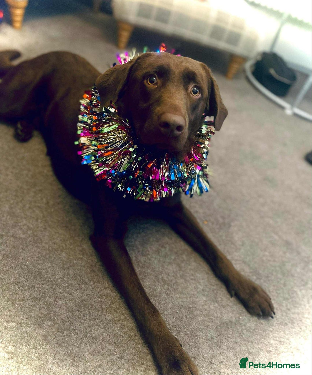 Labrador Retriever dogs for sale: 4year old Chocolate Labrador for sale  - Advert 4