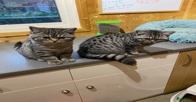 British Shorthair cats - Advert 10