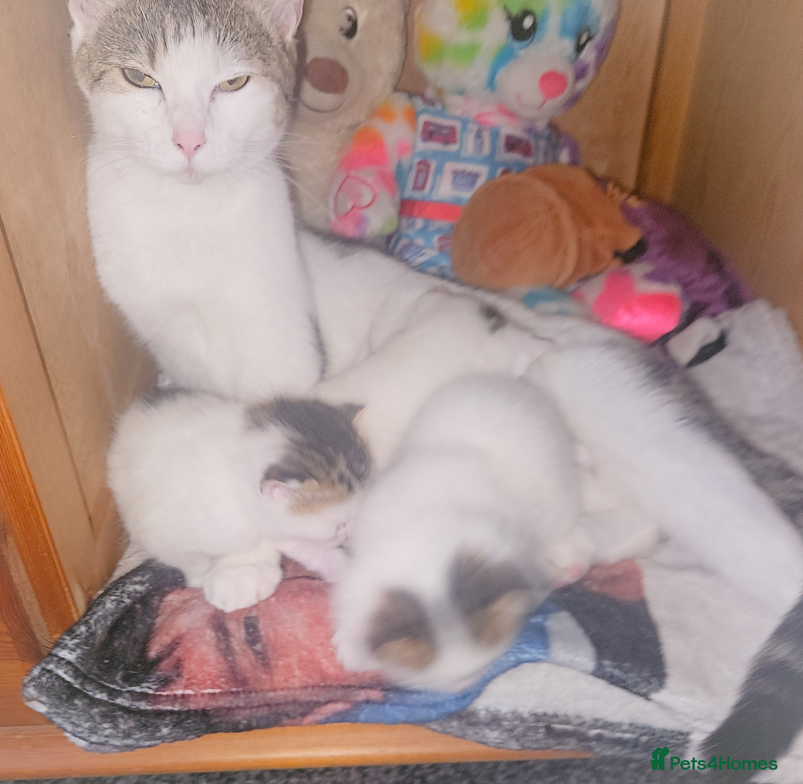 Mixed Breed cats mixed babies for sale  - Advert 4