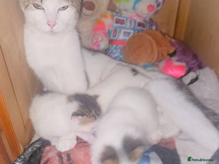 Mixed Breed cats mixed babies for sale - Advert 18