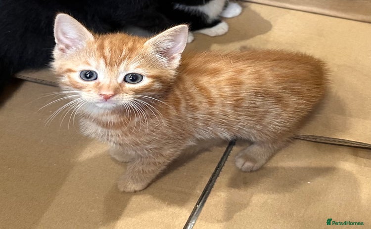 Mixed Breed cats - Advert 1