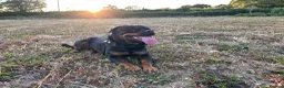 Rottweiler dogs for stud: Handsome male Rottweiler 2 years  - Advert 4