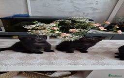 Mixed Breed cats for sale: Adorable kittens - Image 4