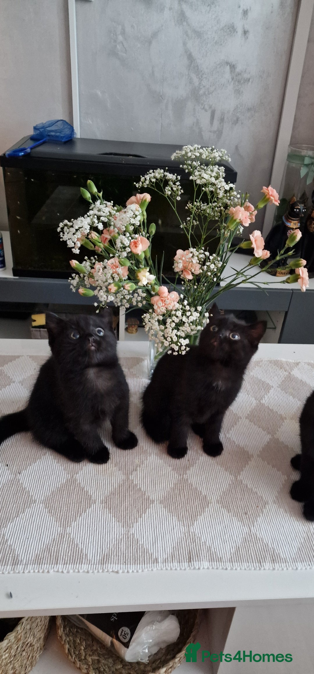 Mixed Breed cats for sale: Adorable kittens - Image 4