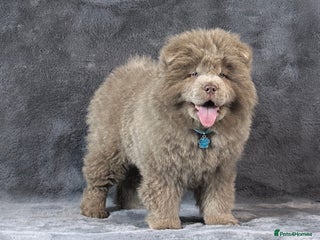 Chow Chow dogs Extremely Rare solid lilac male chow chow puppy - Advert 6