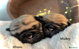 Pug dogs for sale: Kc Registered pedigree pug puppies  - Image 4