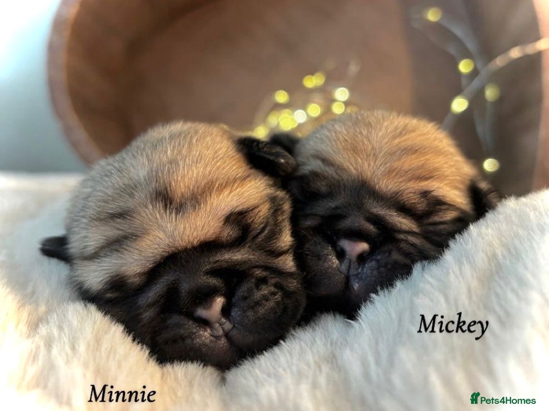 Pug dogs for sale: Kc Registered pedigree pug puppies  - Image 4