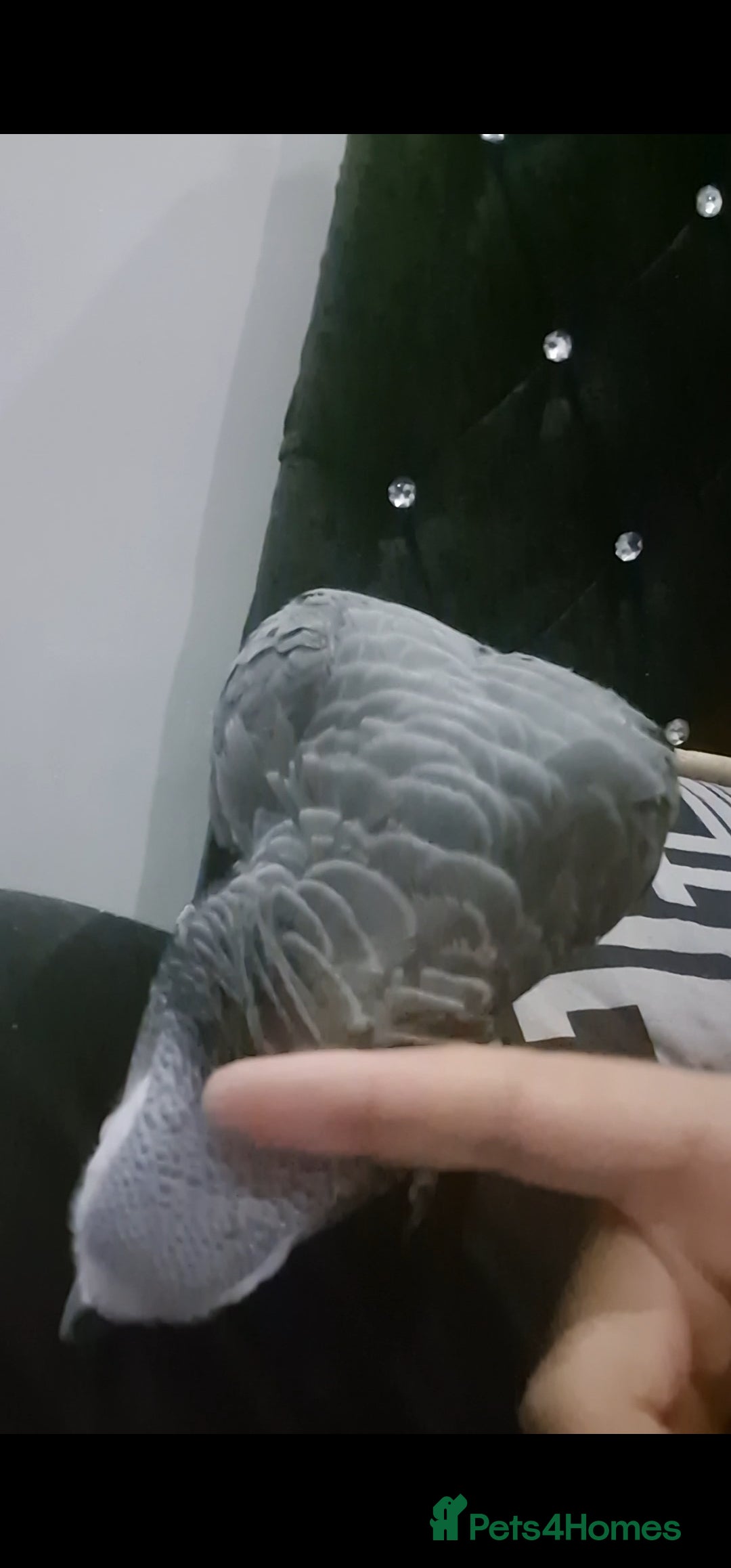 Budgerigars birds for sale: African grey - Image 3