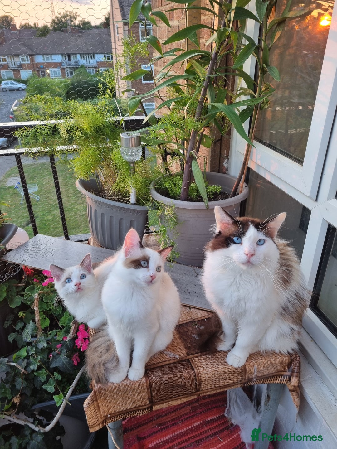 Ragdoll cats for sale: Ragdoll kittens  - Image 10