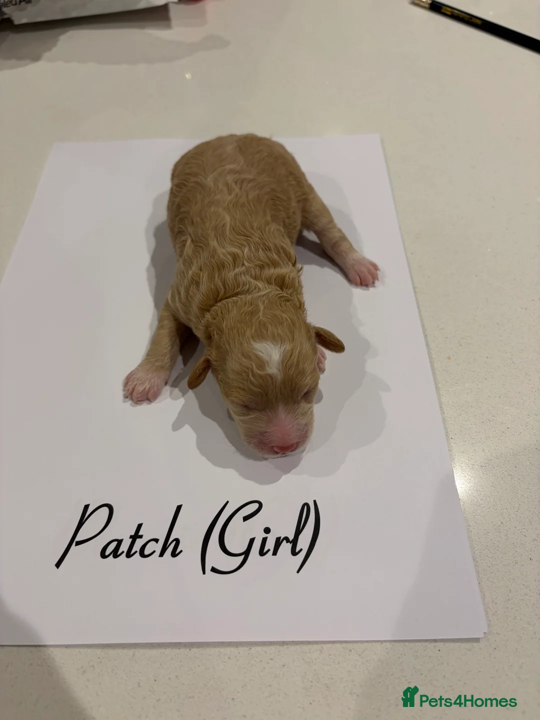 Poochon dogs for sale: 🐾Miniature Poochon puppies sold 8/2/26 - Advert 11