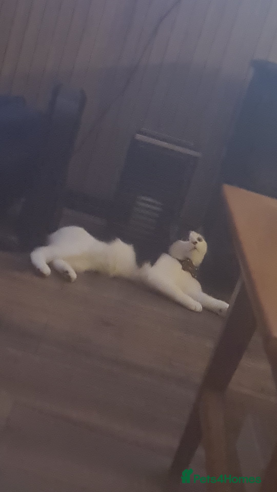 Domestic Shorthair cats for sale: jayjay  - Advert 5