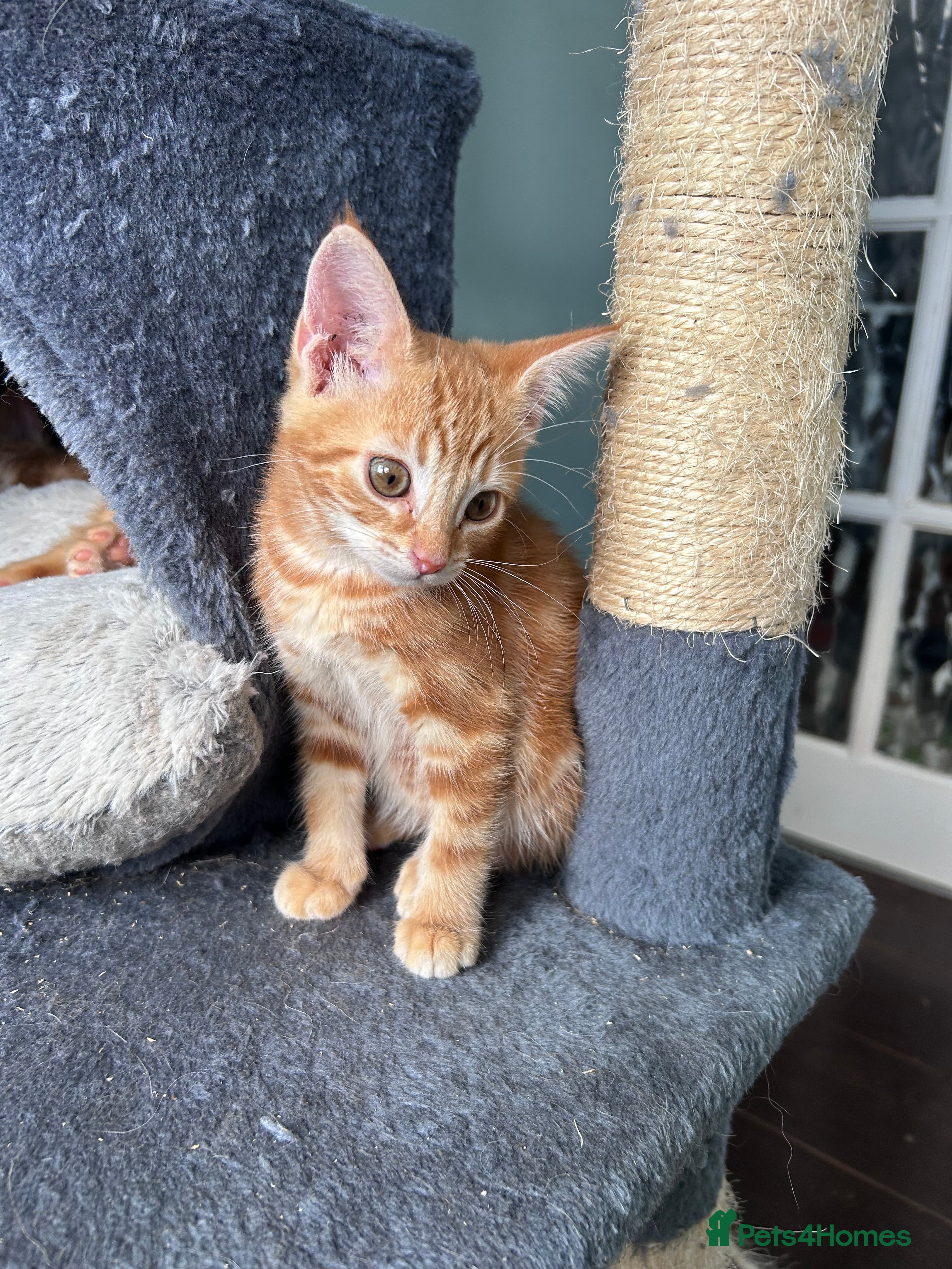 Mixed Breed cats Four beautiful all ginger kittens  - Advert 2
