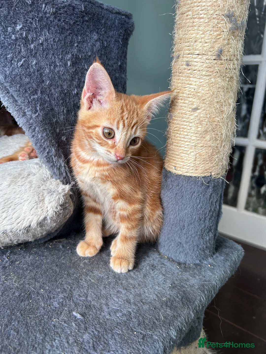 Mixed Breed cats for sale: Four beautiful all ginger kittens  - Advert 2