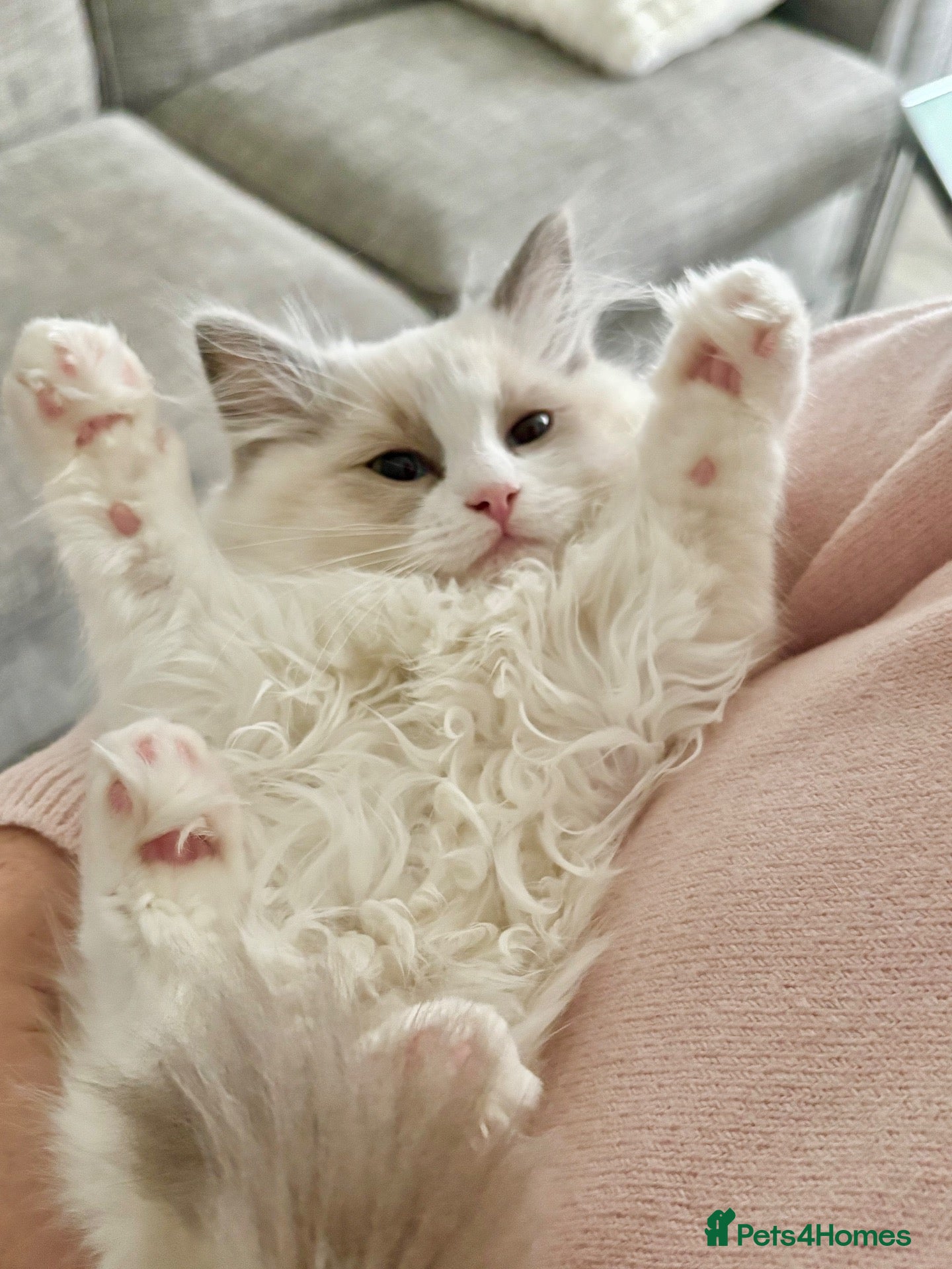 Ragdoll cats RAGDOLL KITTENS *VACCINATED & FREE INSURANCE* - Advert 2