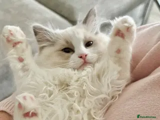 Ragdoll cats RAGDOLL KITTENS *VACCINATED & FREE INSURANCE* - Advert 2